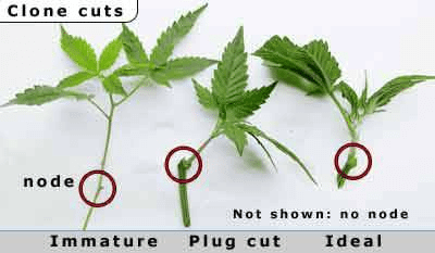 Cannabis cuttings for cloning