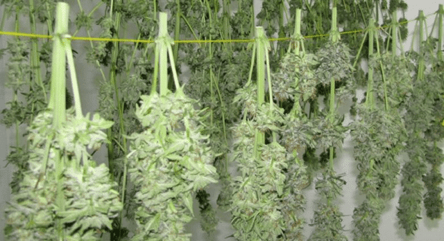 Weed hung for drying